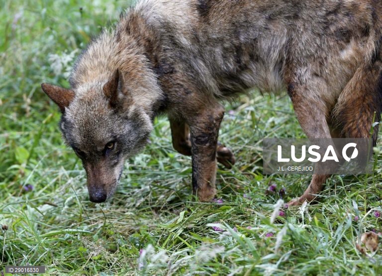 Registados 32 ataques de lobos no Planalto Mirandês nos últimos 20 meses