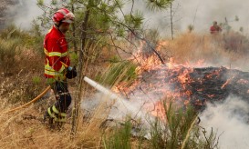 Incêndio em Viseu mobiliza mais de 250 operacionais e sete meios aéreos